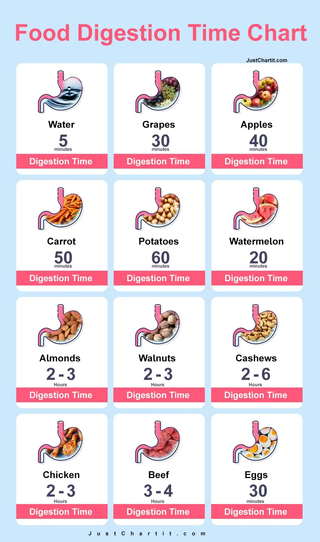 Food Digestion Time Chart Time Comparison