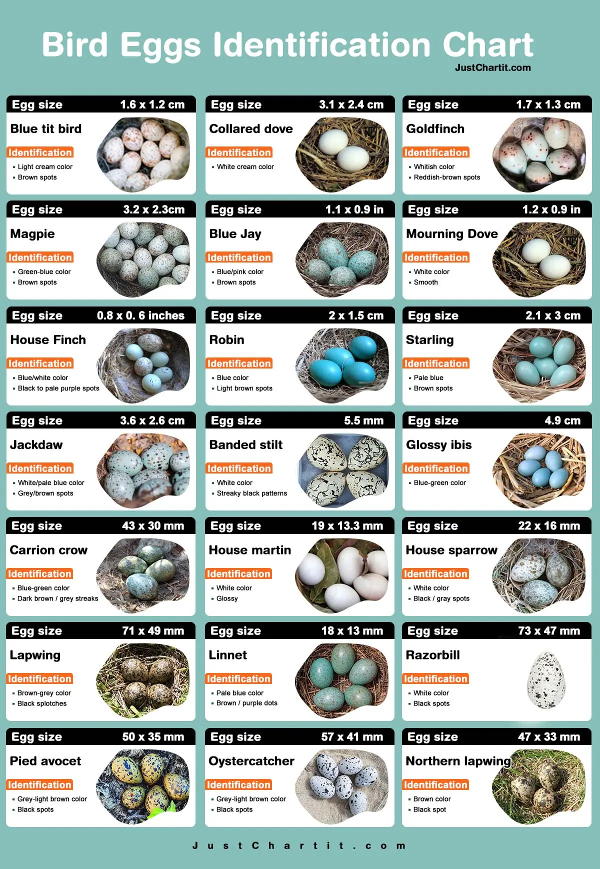 Bird Egg Identification Chart Color Size Identity Point