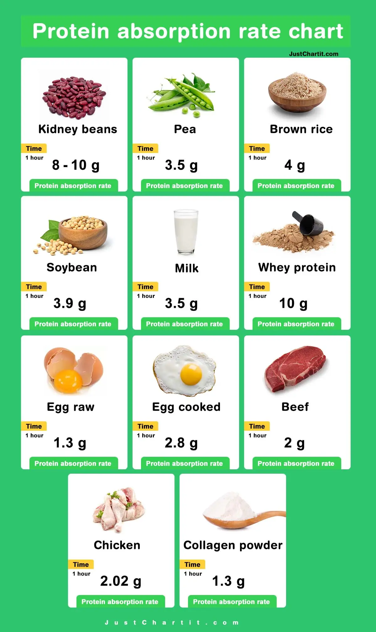 Protein Absorption Rate Chart | per Hour Digestion Time